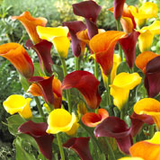 calla en melange